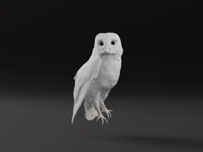 Photorealistic Barn Owl Low-poly 3D model