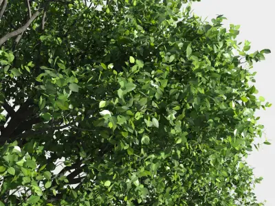  Eleven Trees 4 (+Growfx) 