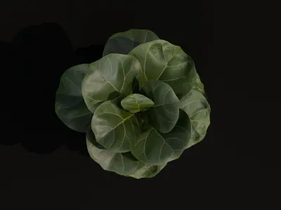 Free Realistic 3D Model Fiddle Leaf Fig Table Plant Free 3D model