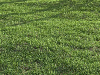 Bermuda grass 3D model