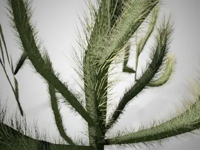 Cholla Cactus Tree Low-poly 3D model