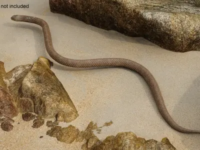  Naja Cobra Snake Crawling Animated Rigged 
