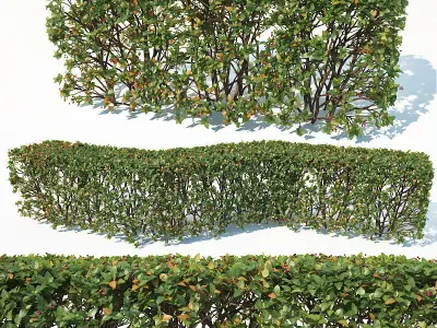 Cotoneaster lucidus 5 hedges collection 3D model