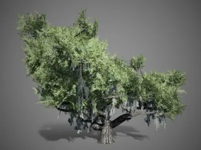 Live Oak Tree LODs Low-poly 3D model