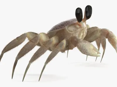  Shoreline Sand Crab Pink Beige Fur Rigged for Maya 