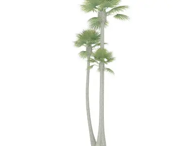 Three Palm Trees 3D model