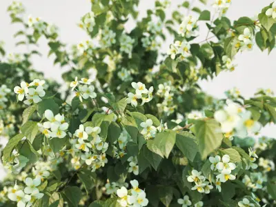 Philadelphus Coronarius Nr3 Three sizes - More blossom 3D model