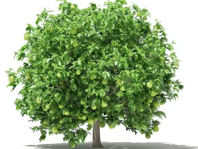 Pomelo Tree with Fruits 3D model