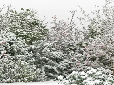  60 Shrubs with snow 