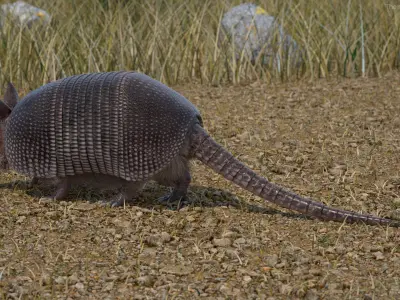  Armadillo in Walking Pose Black Fur for Cinema 4D 