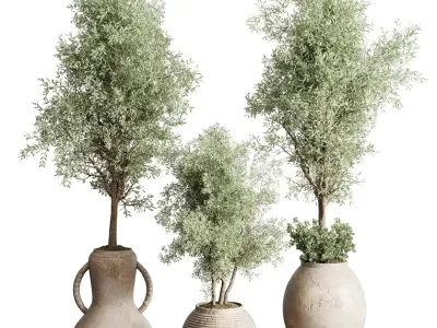 Olive tree in an old earthenware vase indoor collection 202 3D model
