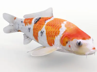  Koi Fishes Pack (Animated) 