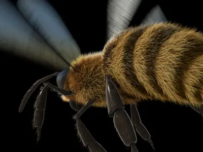  Animated Bee for Cinema 4D 