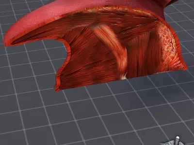 Human Tongue Anatomy 3D model