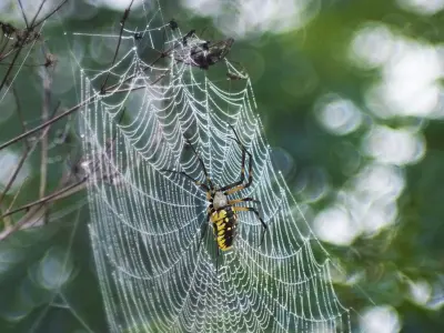  Argiope Aurantia or Yellow Garden Spider Rigged for Maya 