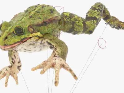  Spotted Croaking Frog Animated Rigged for Blender 