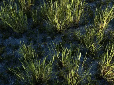 Exterior 001 Plant Low-poly 3D model