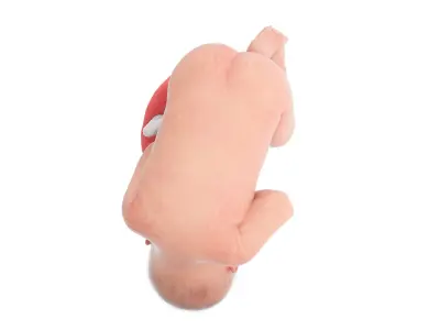  Fetus Anatomy Week 40 Animated 