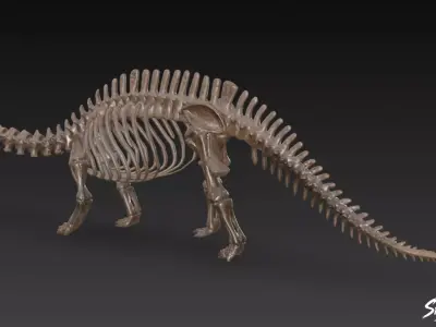 Apatosaurus fossil   Low-poly 3D model