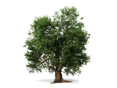 Oak Tree 3D model