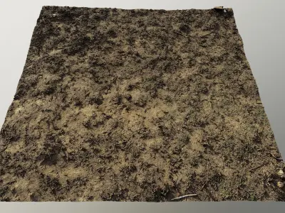 autumngrassgroundscan06102024 3D model