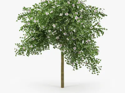 Hibiscus tree 3D model