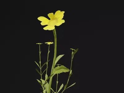 Senecio Pinnatifolius Plant Low-poly 3D model