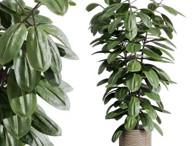 Indoor plant 407 plant ficus rubbery tree 3D model