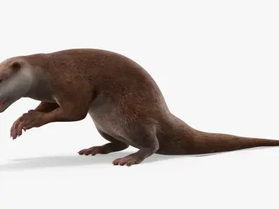  Aquatic Otter Walking Animated Rigged 