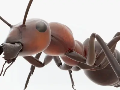  Animated Ant 