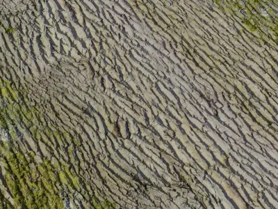 Mossy Oak Bark PBR Texture 4K  Texture