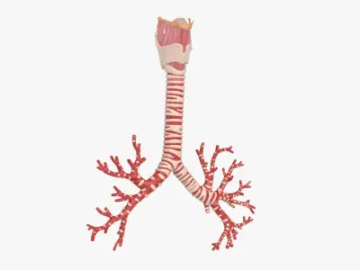  Larynx Trachea BronchialTree 