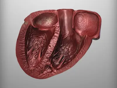 3d human heart 3D model