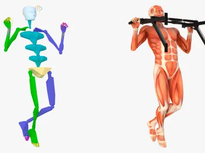  Anatomy Male Muscular System Pull-up Animated Rigged 