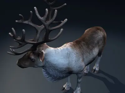  Reindeer (animated) 