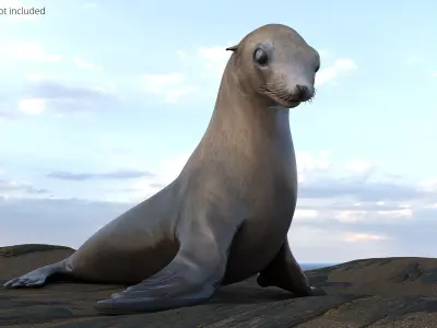  California Sea Lion Walking Animated Rigged for Maya 