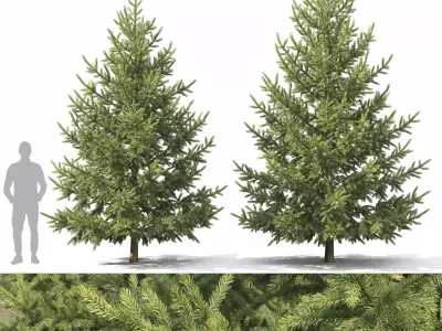 Picea Abies 3D model