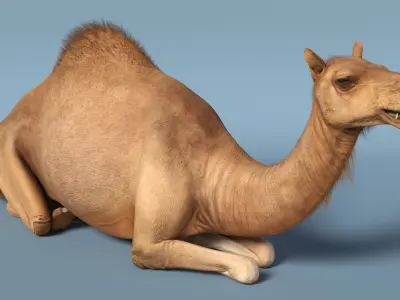  Resting Camel Fur 