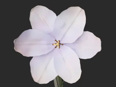 Tulip Flower Animated Low-poly 3D model
