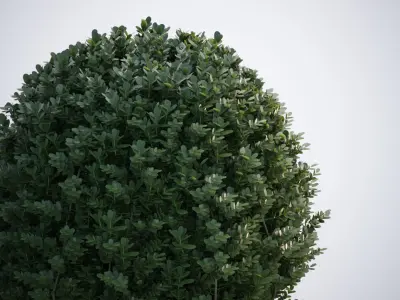 Spherical bush in a pot 3D model
