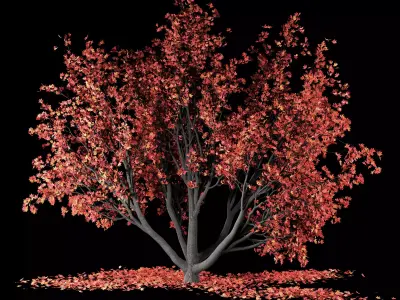 Maple tree-Fall and winter 3D model
