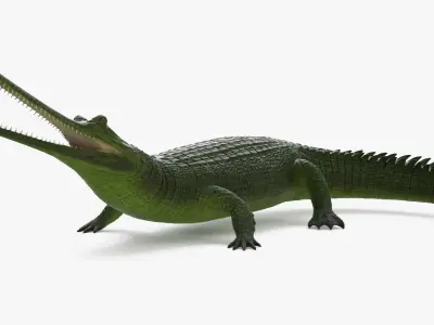  Indian Gharial Crocodile Green Rigged for Cinema 4D 