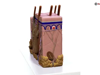 Skin Anatomy 3D model