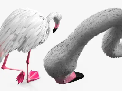  White Flamingo Bird in Feeding Pose 