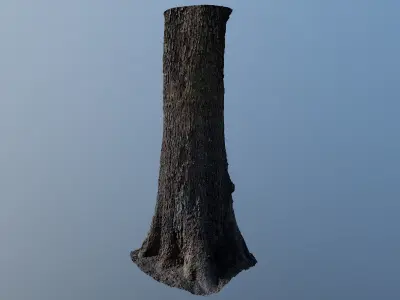 treebark04 tree trunk 3D model