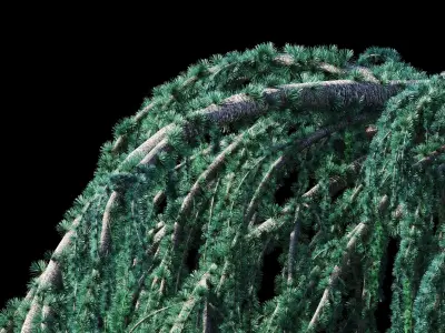 Cedrus Atlantica Glauca Pendula Cedar 3d model 3D model