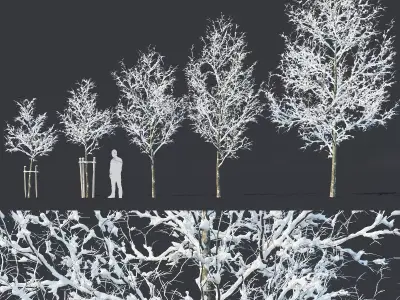 Common oak Nr4 H3-9m Winter Five tree set 3D model