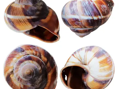 Empty Shell Snail 3D model