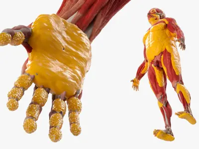  Full-Body Anatomy Model with Muscles and Fat Deposits 