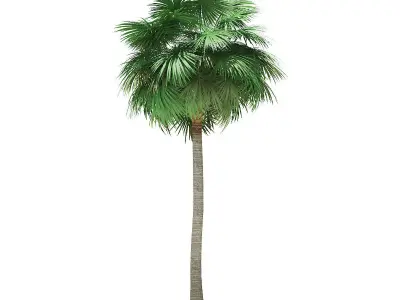 Sabal Palm Tree 3D Model 12m 3D model